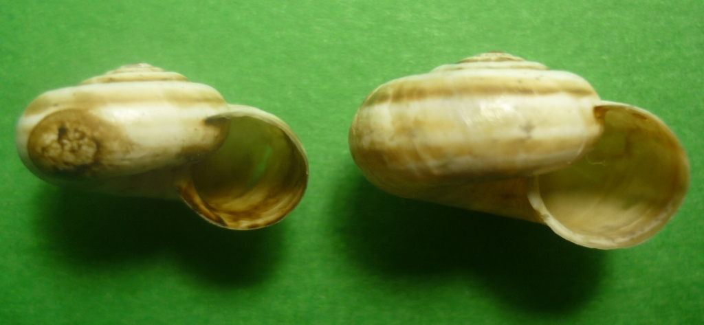 Cernuella neglecta